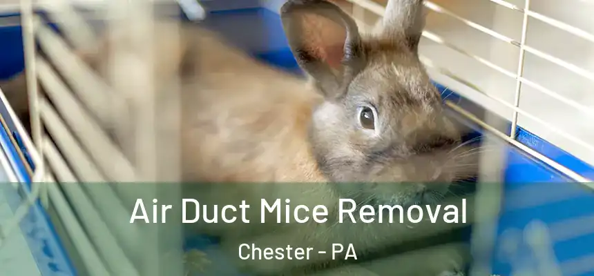  Air Duct Mice Removal Chester - PA