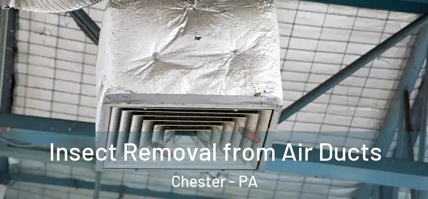 Insect Removal from Air Ducts Chester - PA